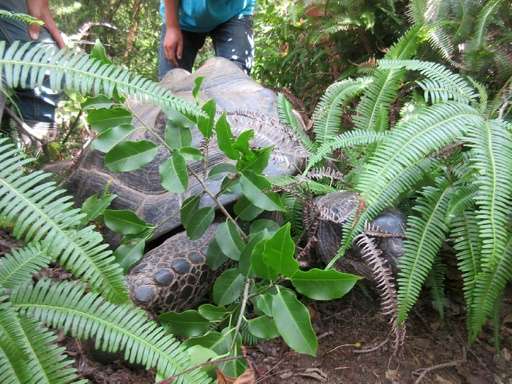 Abuh, a giant tortoise who fled a Japan zoo, was spotted by a sharp-eyed local bounty hunter in nearby shrubbery