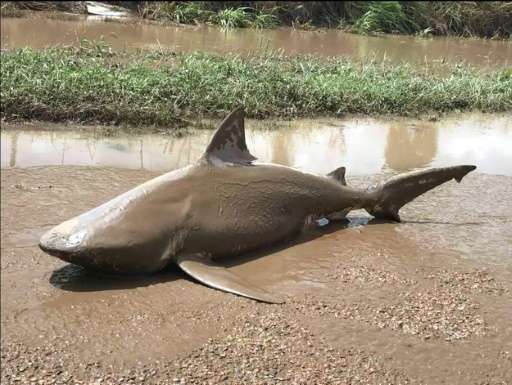 A bull shark washed up on a road near the town of Ayr after Cylone Debbie tore through northeast Australia, where authorities al
