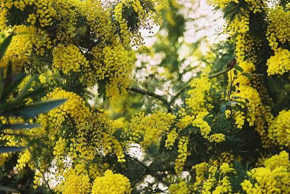 Acacias are invading unaltered areas in the northwest of the peninsula