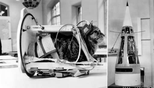 A cat shows how the first feline in space would have looked once fitted with equipment, at the National Conservatory of Arts and