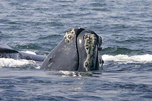 Accidental deaths of endangered whale threatens its survival