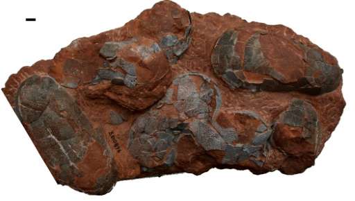 A clutch of oviraptor dinosaur eggs from the Upper Cretaceous period—some 100 to 66 million years ago—found in China