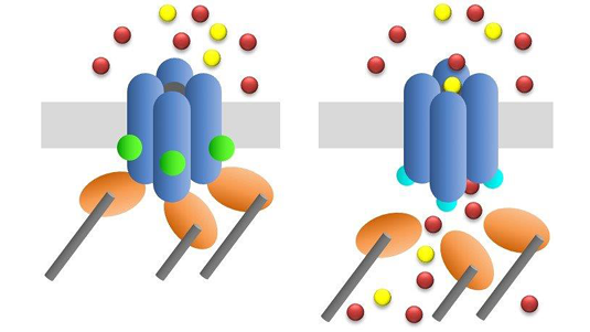Adaptor proteins control ion channel gating mechanism