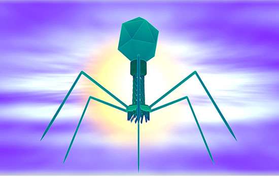 Addressing superbug resistance with phage therapy