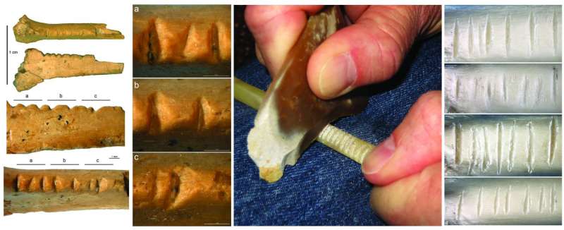 A decorated raven bone discovered in Crimea may provide insight into Neanderthal cognition