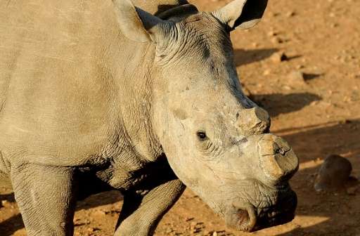 A dehorned black rhinoceros pictured at the Bona Bona Game Reseve, 200 kms southeast of Johannesburg, on August 3, 2012