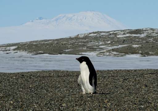 Adelie penguins, slick and efficient swimmers, live on the Antarctic continent and on many small, surrounding coastal islands