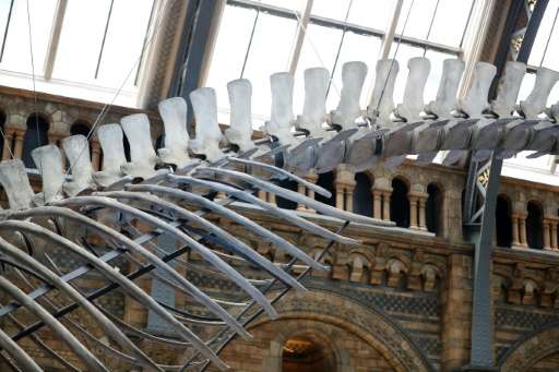 A detail of a 25.2 metre (83-foot) skeleton of a blue whale called 'Hope' suspended from the ceiling after being unveiled at the
