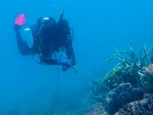A diver injects a crown-of-thorns starfish with vinegar on the Great Barrier Reef in the hopes of culling the predatory pest, wh