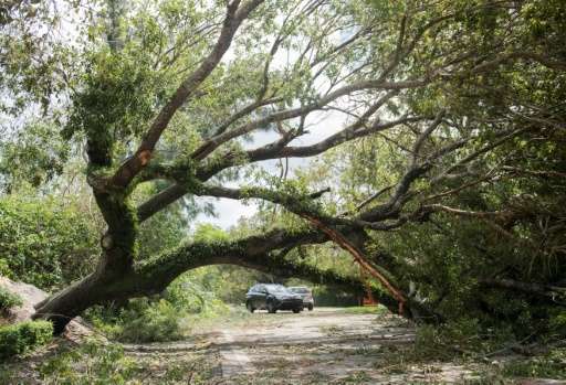 A downed tree blocks the roadway after falling from Hurricane Irma winds in Coconut Grove, Florida