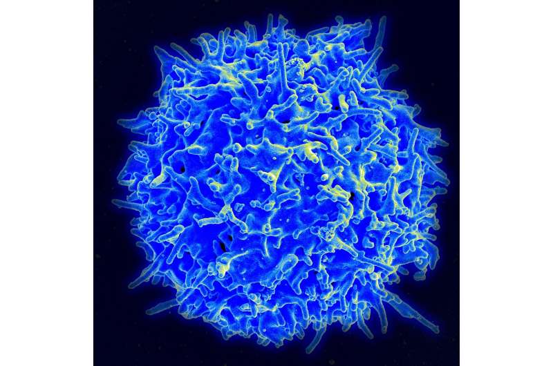 Advancing cancer immunotherapy with computer simulations and data analysis