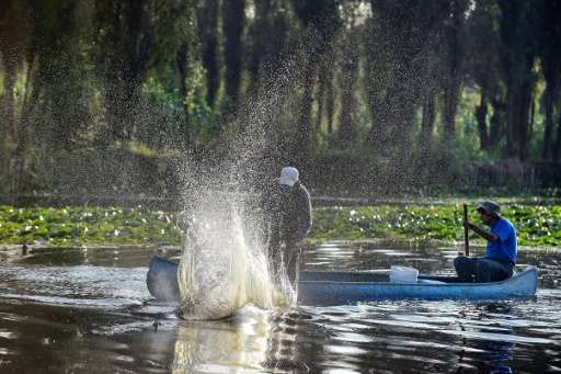 A dwindling number of fishermen work the floating gardens of Xochimilco in Mexico City, catching carp and and tilapia—invasive s