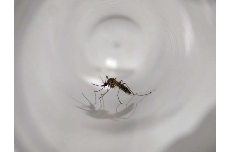 Aedes aegypti mosquitos introduced to California multiple times
