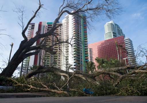 A fallen tree toppled by Hurricane Irma blocks a street in downtown Miami, Florida