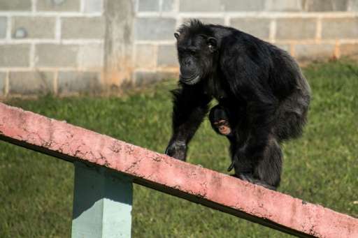 A female chimpanzee holds her baby at the Great Apes Project (GAP), a sanctuary for apes in Sorocaba, some 100km west of Sao Pau