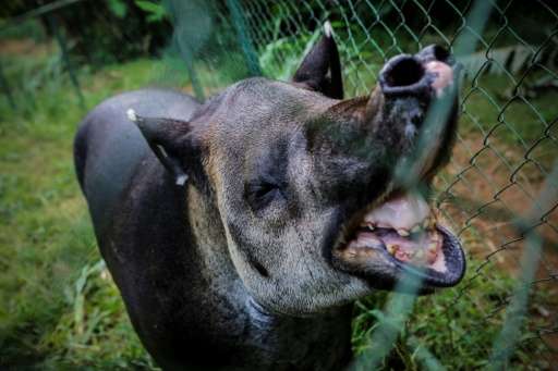A female tapir smells a male tapir in another enclosure at the National Zoo in Masaya, Nicaragua on August 29, 2017