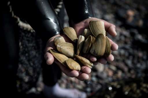 A fisherman shows saltwater clams known as 'machas' (Mesodesma Donacium) after collecting them from the shore at a beach in La S