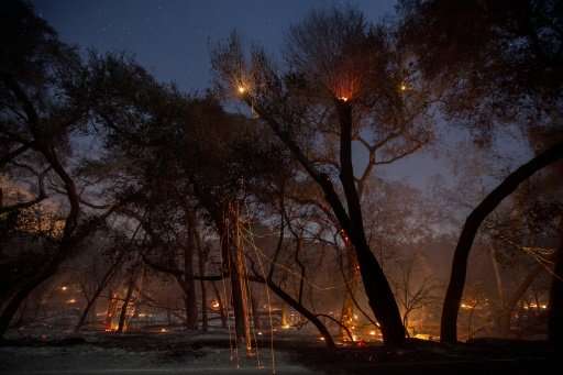 A freshly-burned forest is seen under the stars at the Lilac Fire in the early morning hours of December 8, 2017 near Bonsall, C