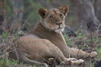 African lions under same threats as extinct sabre-toothed tigers faced