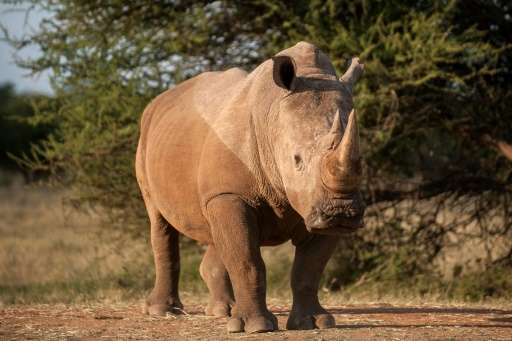 Africa's rhinos could be extinct within 20 years at the rate they are being poached, Wildlife Direct says