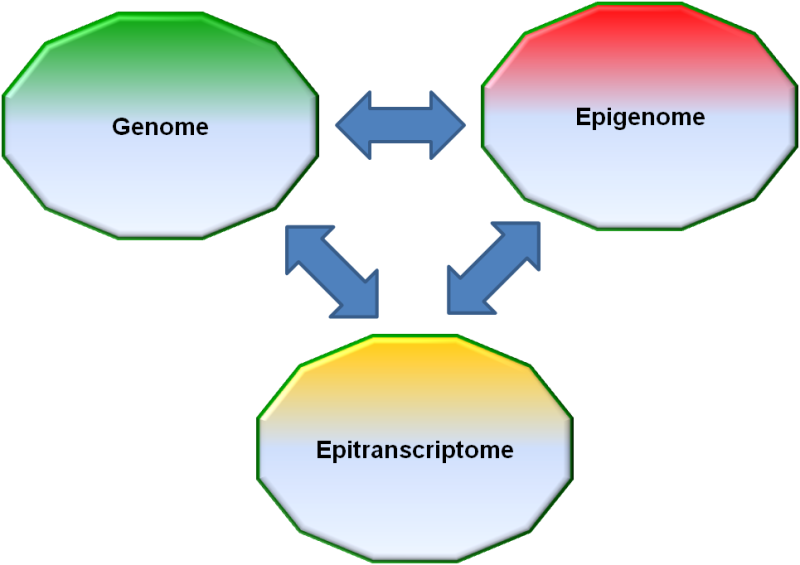 After the epigenome: The epitranscriptome