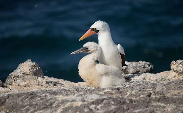 A Galapagos seabird's population expected to shrink with ocean warming