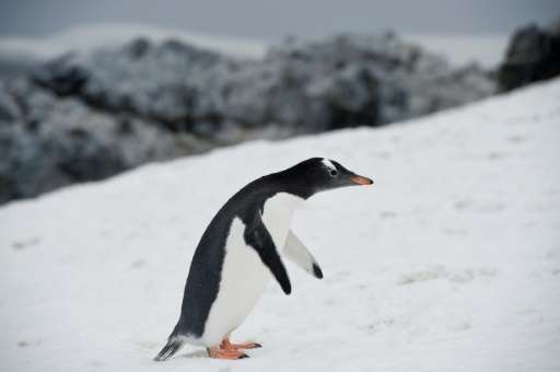 A Gentoo penguin waddling around Orne Harbour in the western Antarctic peninsula, one of a number of species that makes its home