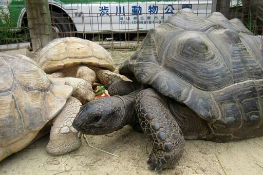 A giant female tortoise named Abuh who made a break from a Japanese zoo has been found safe and sound two weeks after she escape