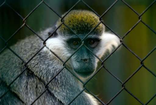 A Grivet monkey looks out from an enclosure at Egypt's Giza Zoo in Cairo
