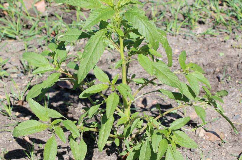 Agronomist urges farmers to commit to weed control to prevent herbicide resistance