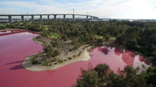 A lake on the outskirts of Melbourne turns a vivid pink due to extreme salt levels exacerbated by hot weather