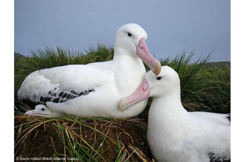 Albatross populations in decline from fishing and environmental change