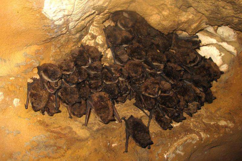Alberta’s largest-known bat hibernation site outside of Rocky Mountains discovered