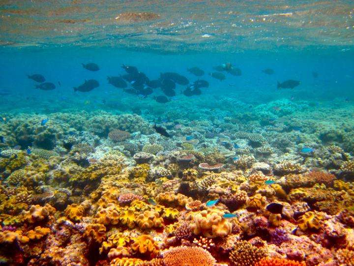 Algae fortifies coral reefs in past and present