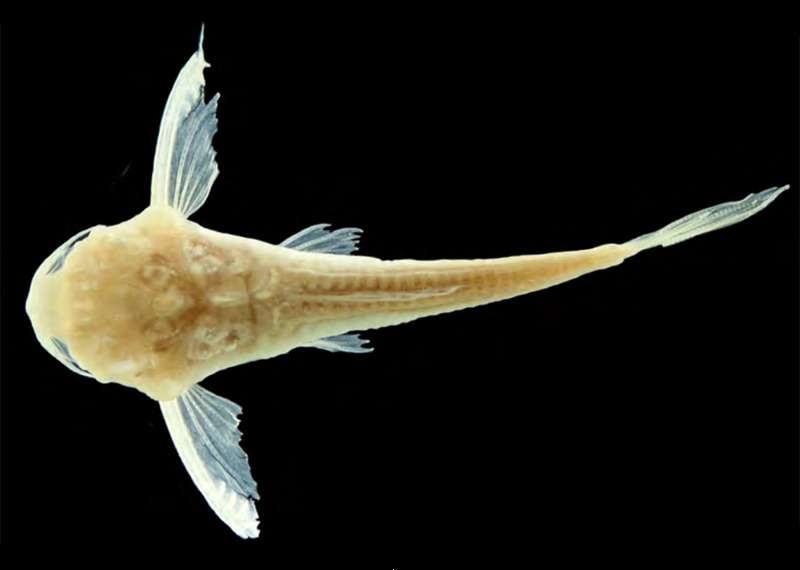 Almost 4 decades later, mini eyeless catfish gets a name