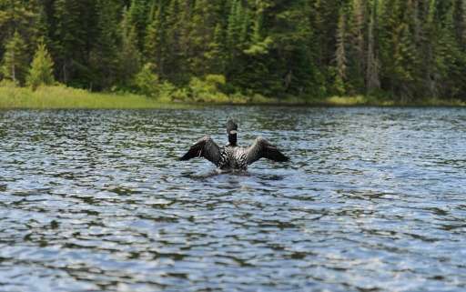 A loon is seen on one of the 4,000 lakes of La Verendrye Wildlife Reserve, one of the largest parks in Quebec, Canada