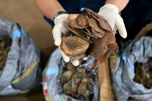 A Malaysian customs official poses with seized pangolin scales on May 8, 2017. Pangolin scales are highly prized in Vietnam and 