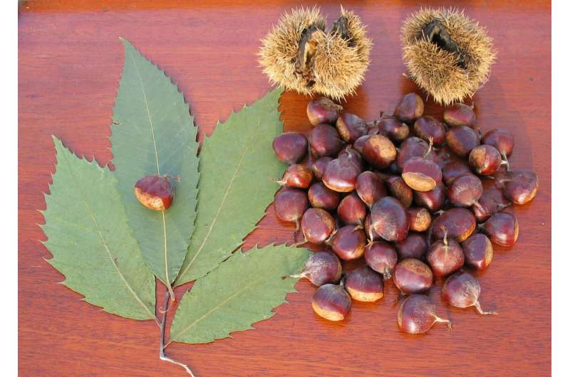 American chestnut rescue will succeed, but slower than expected