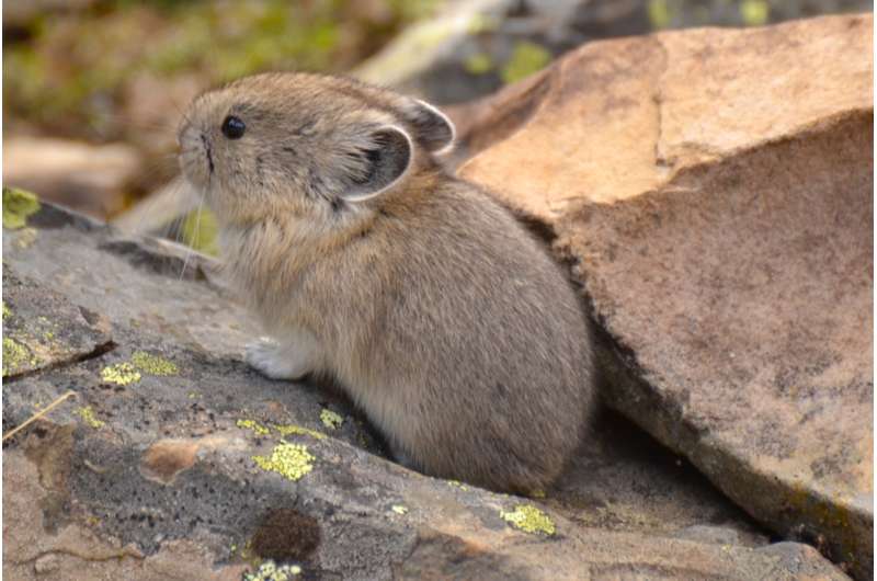 American pika disappears from large area of California's Sierra Nevada mountains