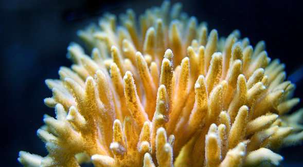 A method to screen unknown molecules of coral reefs for their therapeutic potential