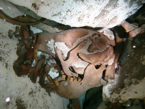 A Mexican National Institute of Anthropology image of scientists say is the skull of a newly discovered species and genus of gia
