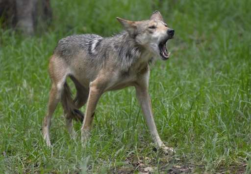 A Mexican Wolf called Pearl is seen in the Zoologico los Coyotes in Mexico City