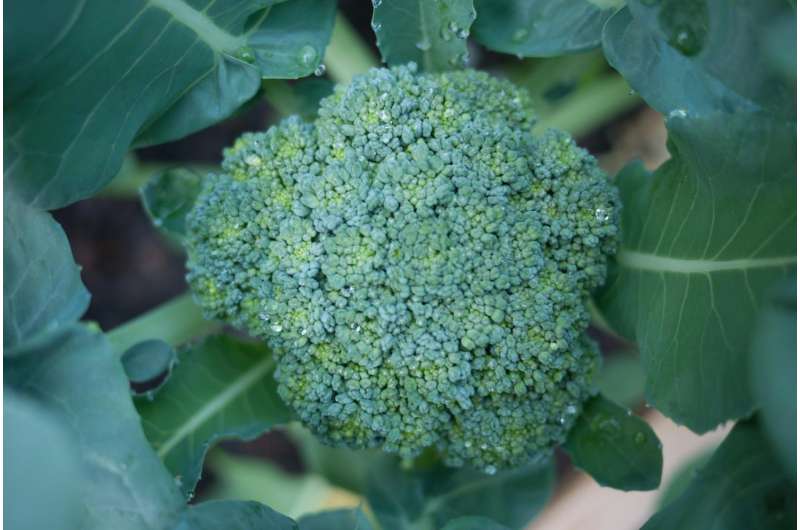 Ammonium nitrogen input increases the synthesis of anticarcinogenic compounds in broccoli