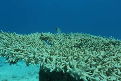 Among the ecosystems most threatened by global warming are coral reefs which bleach as oceans heat up