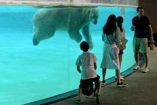 Among the elderly patients in Singapore Zoo's senior care programme is polar bear Inuka who, at 26, is a senior citizen by arcti