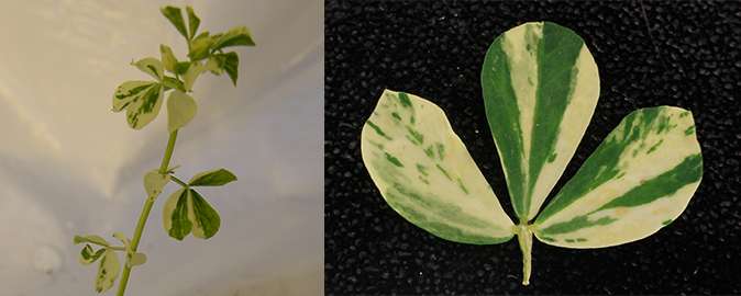 A mutation giving leaves with white spots has been identified