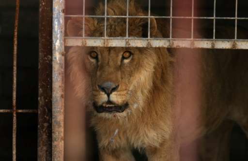 An abandoned lion, Simba, stands in its cage at the Muntazah al-Nour zoo in eastern Mosul on February 21, 2017