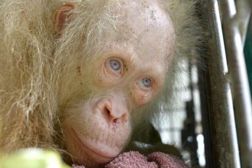 An albino orangutan named 'Alba' which was saved from villagers who had been keeping her in a cage, on Borneo island