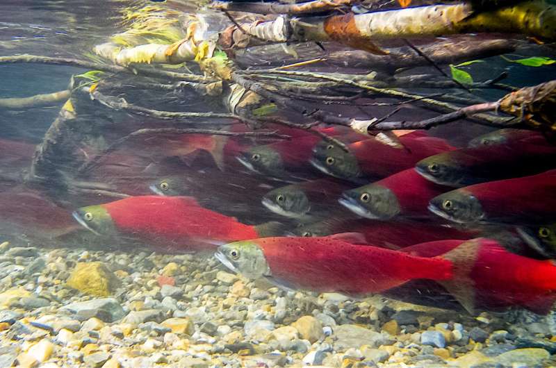 Ancient genetic markers in sockeye salmon can help manage healthier fish stocks