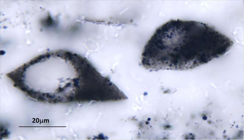 Ancient plankton-like microfossils span 2 continents